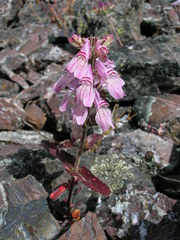Collinsia tinctoria