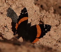 Vanessa dimorphica dimorphica