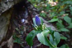 Gentiana austromontana