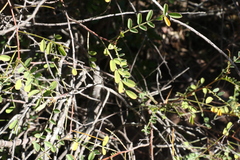 Indigofera brevidens