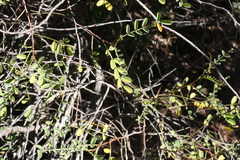 Indigofera brevidens