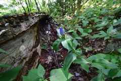 Gentiana austromontana