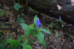 Gentiana austromontana