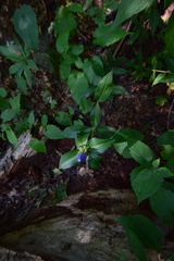 Gentiana austromontana