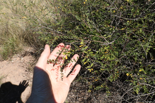 Image of Indigofera brevidens by (c) Greg Tasney, some rights reserved (CC BY-SA)