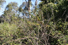 Indigofera brevidens