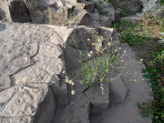 Bebbia juncea juncea