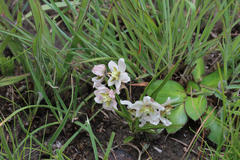 Asclepias oreophila