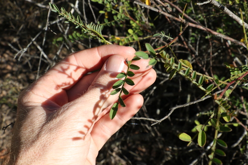 Image of Indigofera brevidens by (c) Greg Tasney, some rights reserved (CC BY-SA)