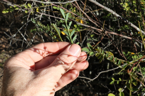 Image of Indigofera brevidens by (c) Greg Tasney, some rights reserved (CC BY-SA)