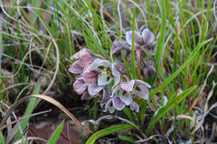Asclepias oreophila