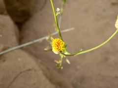 Bebbia juncea juncea