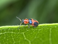 Collops quadrimaculatus