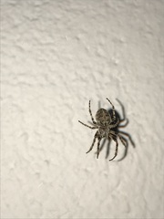 Larinioides sclopetarius