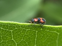Collops quadrimaculatus