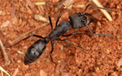 Paltothyreus tarsatus