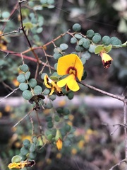 Bossiaea lenticularis
