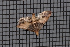Pyralis pictalis