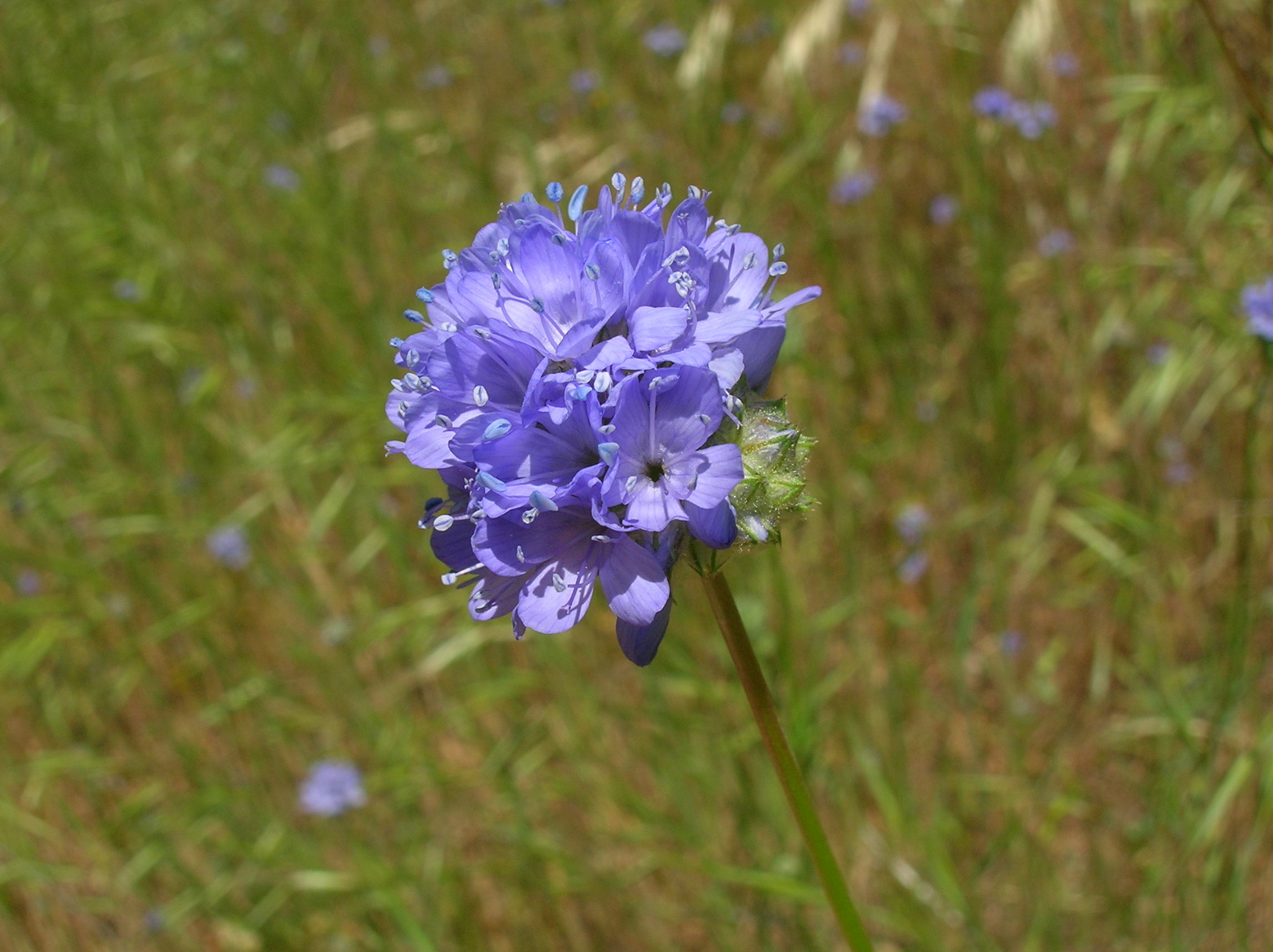 Gilia capitata ssp. staminea