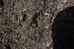 Desmognathus carolinensis