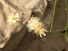 Bebbia juncea juncea