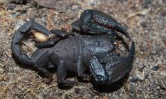 Opisthacanthus capensis