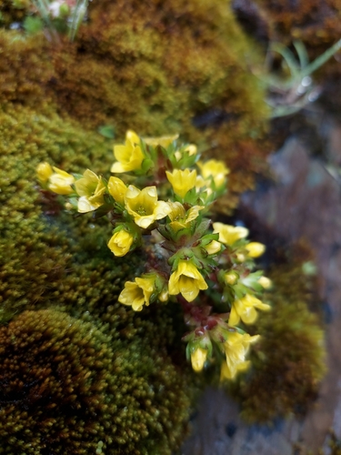 Sedum oreades