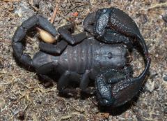 Opisthacanthus capensis