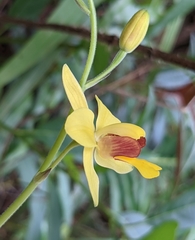 Spathoglottis pubescens