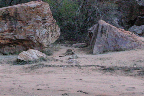 Petrogale lateralis