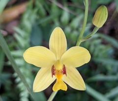 Spathoglottis pubescens
