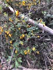 Bossiaea lenticularis