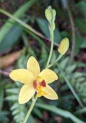 Spathoglottis pubescens