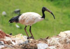 Threskiornis aethiopicus