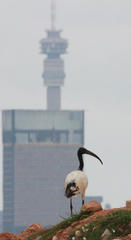 Threskiornis aethiopicus