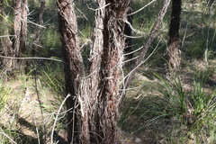 Allocasuarina inophloia