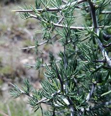 Asparagus mariae