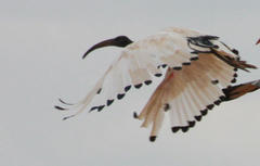 Threskiornis aethiopicus