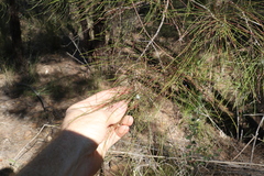 Allocasuarina inophloia