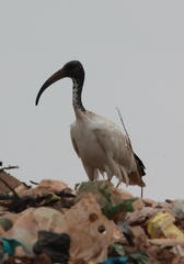 Threskiornis aethiopicus