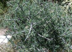Asparagus mariae