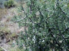 Asparagus mariae