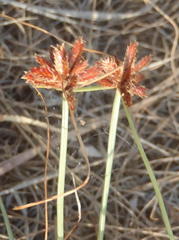 Cyperus semitrifidus