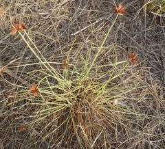 Cyperus semitrifidus
