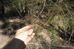 Allocasuarina inophloia