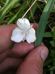 Calochortus minimus