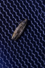 Battaristis concinnusella