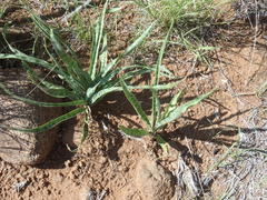 Ledebouria marginata