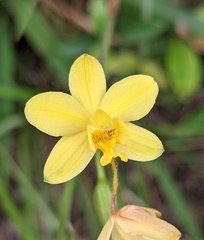 Spathoglottis pubescens