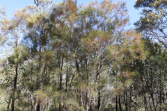 Allocasuarina inophloia